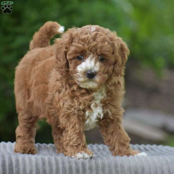 Wanita, Cavapoo Puppy